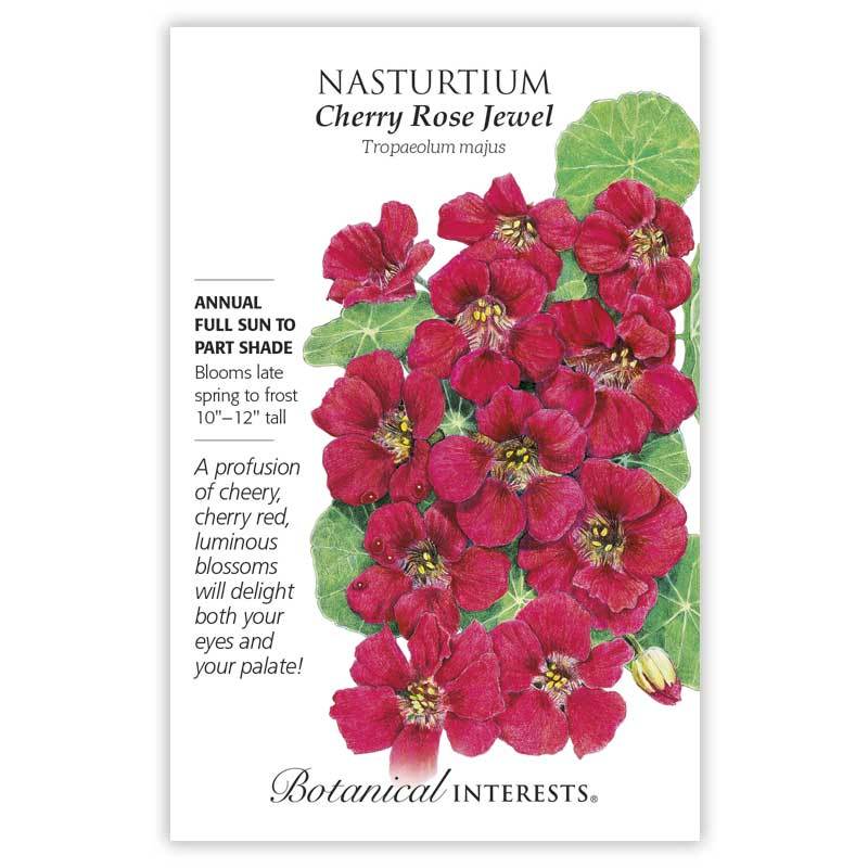 Nasturtium Cherry Rose