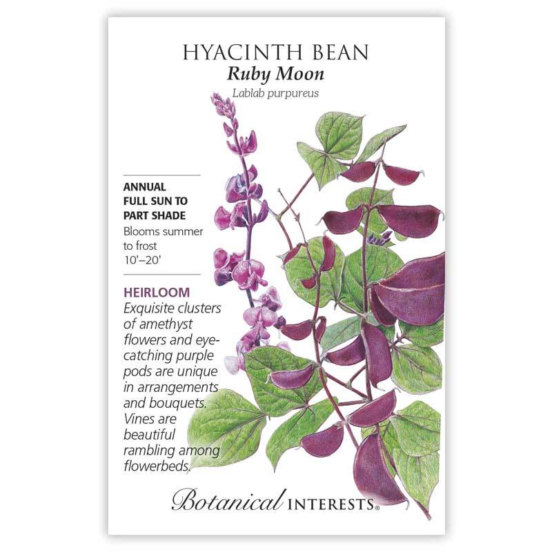 Hyacinth Bean Ruby Moon