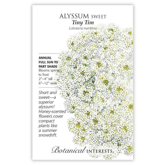 Alyssum Sweet Tiny Tim