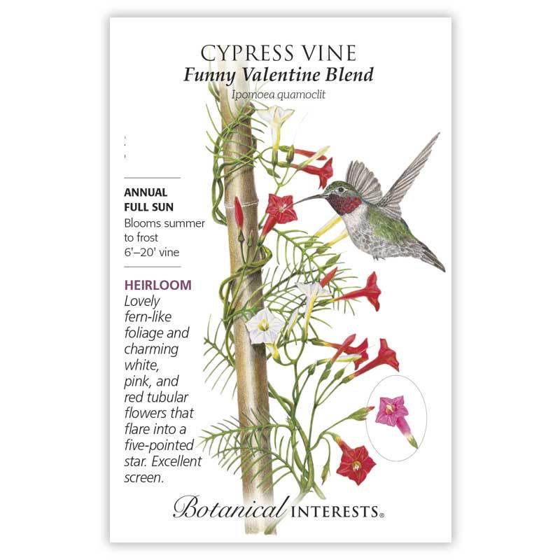 Cypress Vine Blend