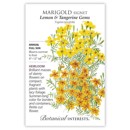 Marigold Signet Gem Lemon/Tangerine