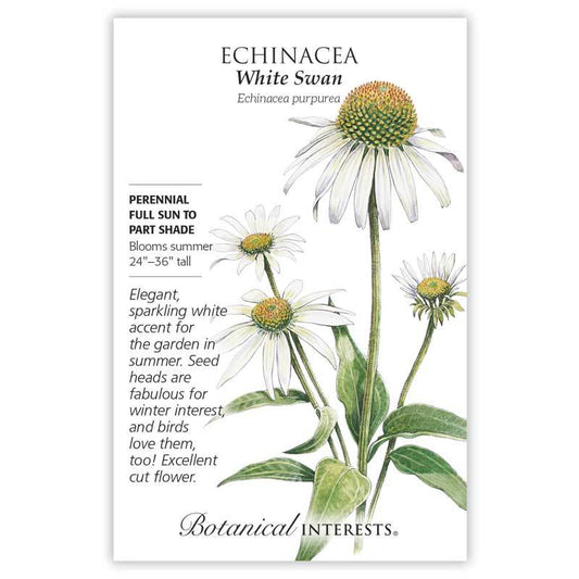 Echinacea White Swan