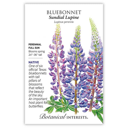 Bluebonnet Sundial Lupine