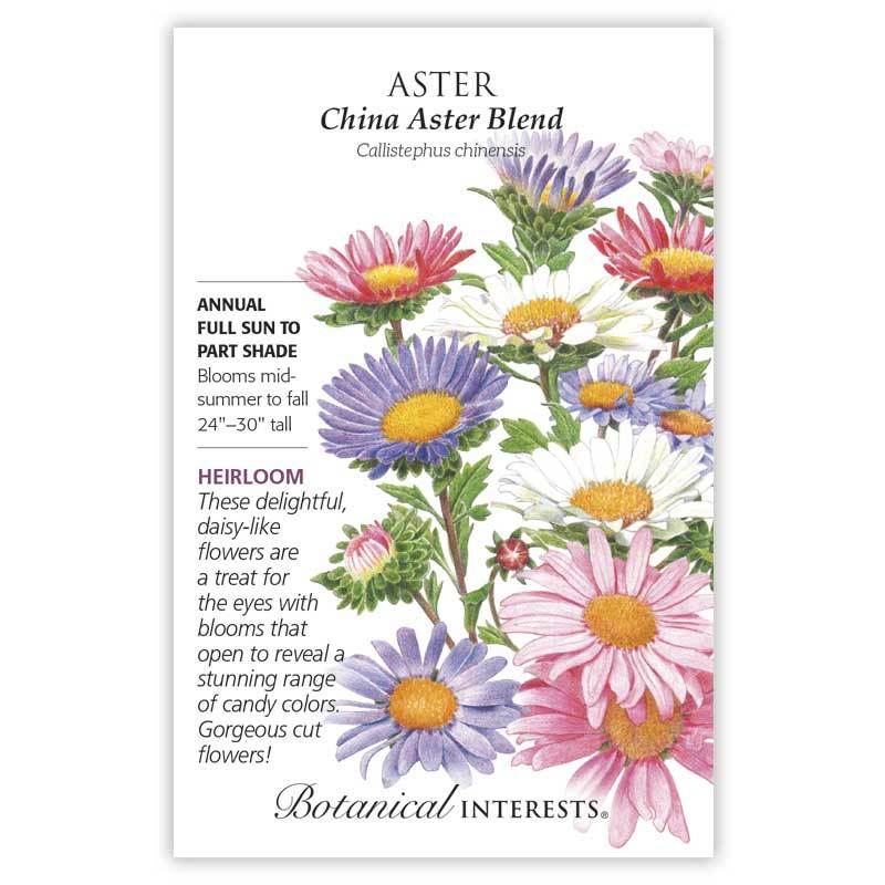 Aster China Blend