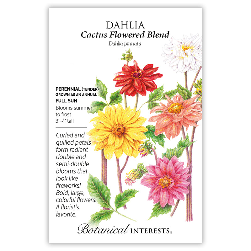 Dahlia Cacuts Blend hybrid