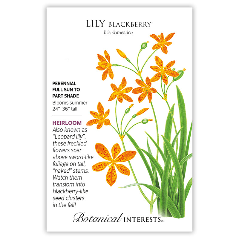 Lily Blackberry Orange