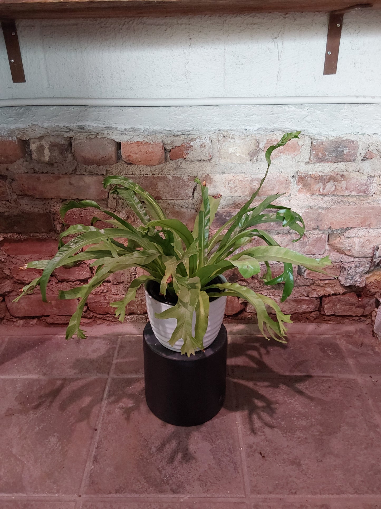 Leslie Bird's Nest Fern