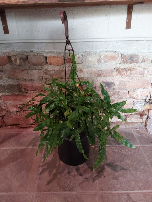 Kangaroo Paw Fern