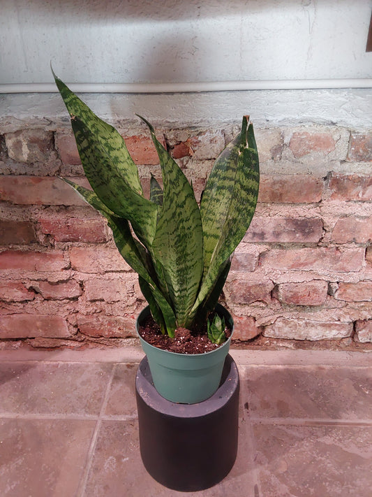 Snake Plant