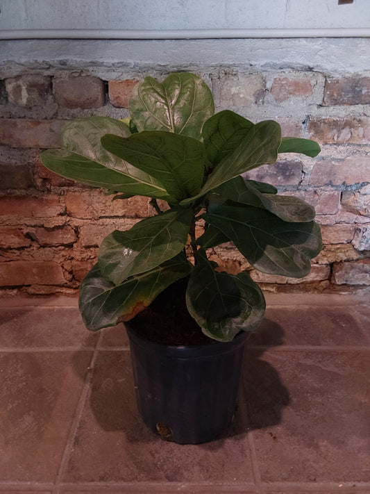 Fiddle-leaf Fig Bush