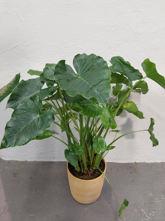 Alocasia