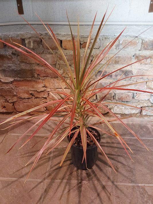 Madagascar Dragon Tree (Tricolor)