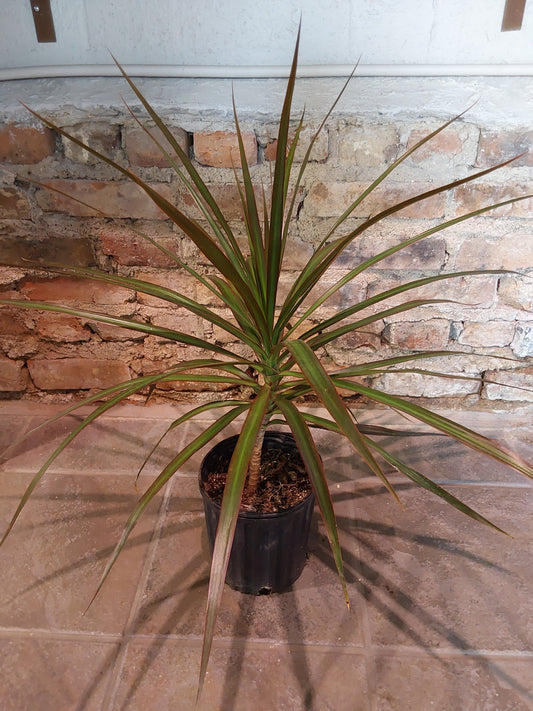 Madagascar Dragon Tree (Bicolor)