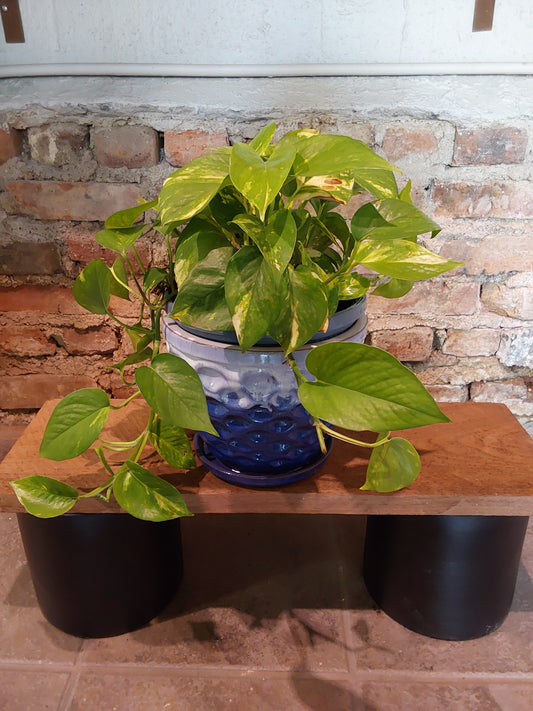 Golden Pothos