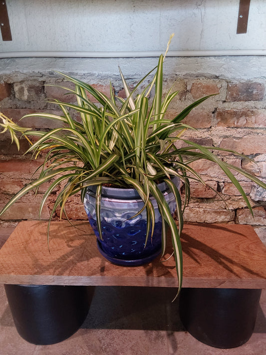 Spider Plant