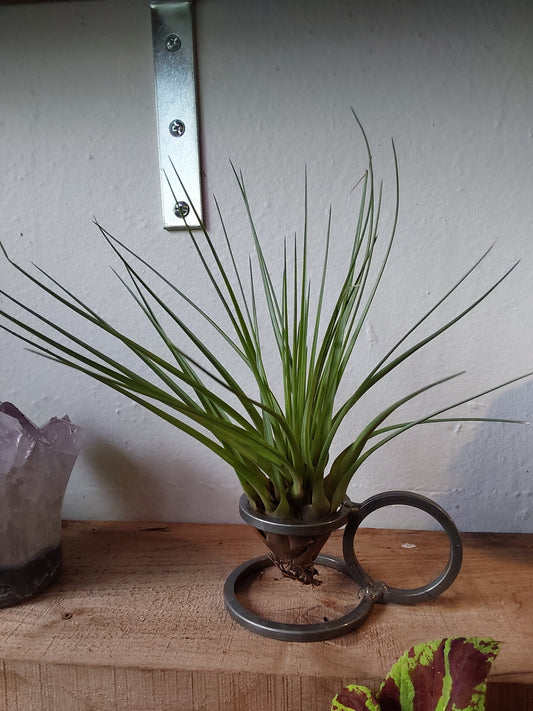 Airplant - Tillandsia Melanocrater