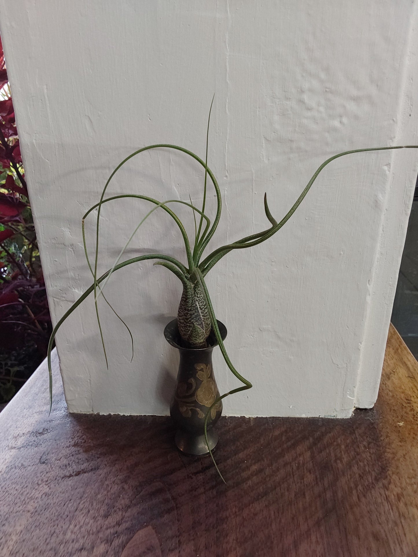 Air Plant - Tillandsia Butzii