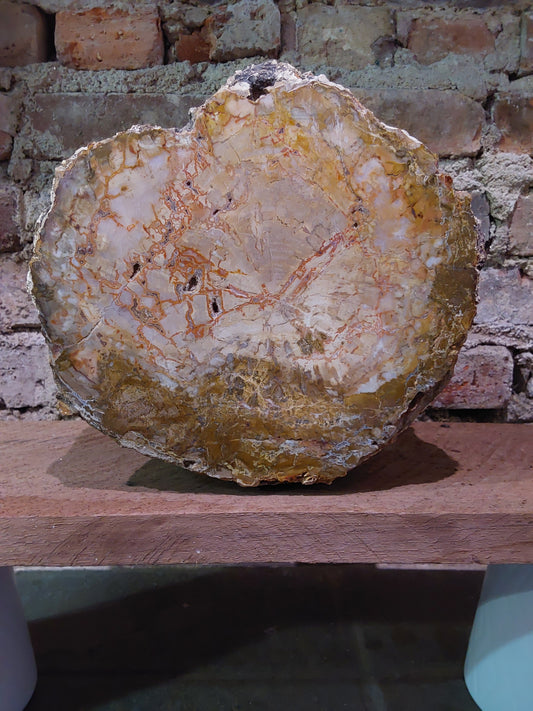 Petrified Wood Log