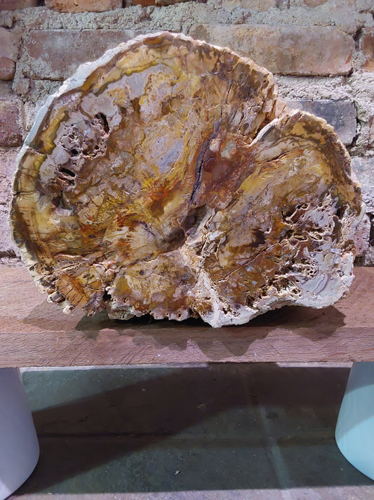 Petrified Wood Log