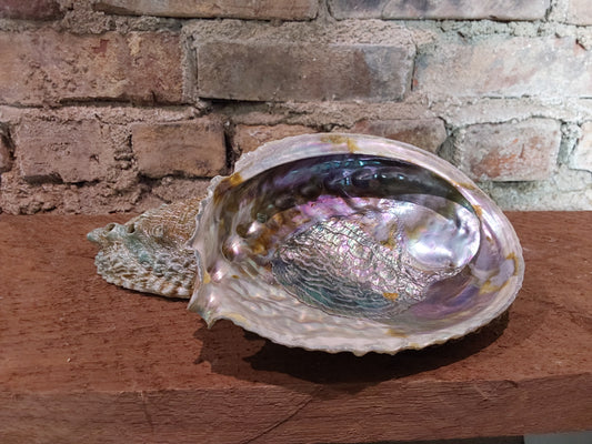 Abalone Sea Shells