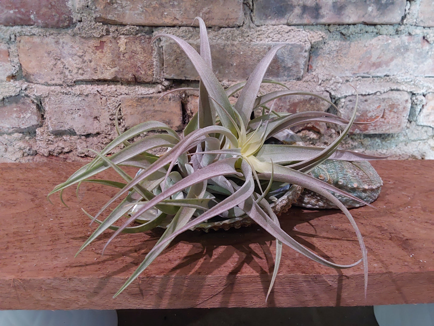 Tillandsia Capitata Salmon