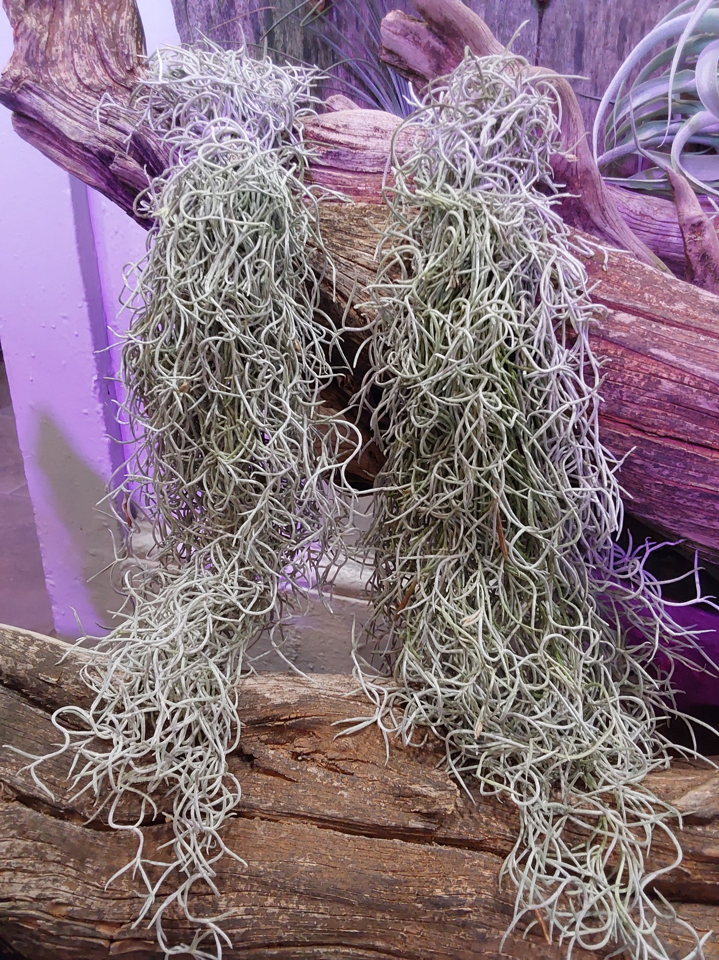 Colombian Thick Spanish Moss