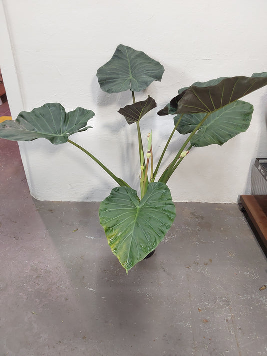 Alocasia Regal Shields