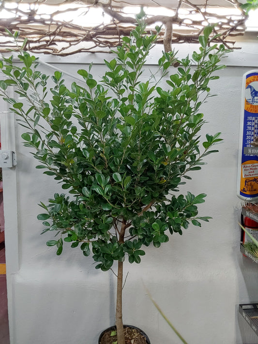Ficus Moclaime STD