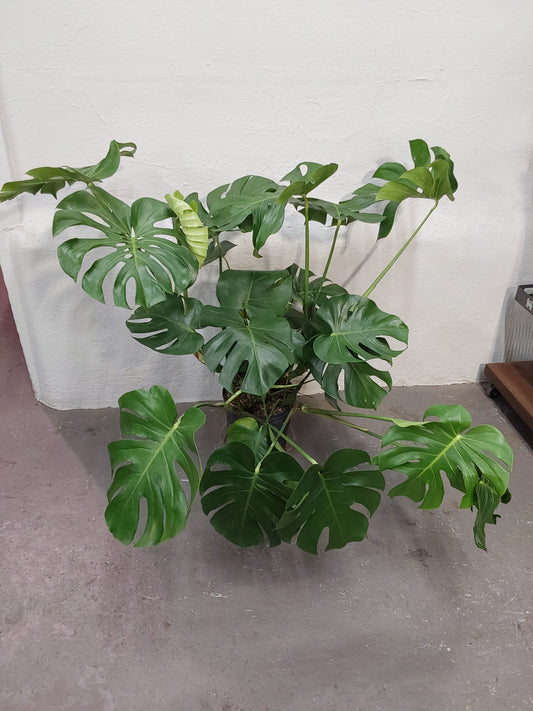 Monstera