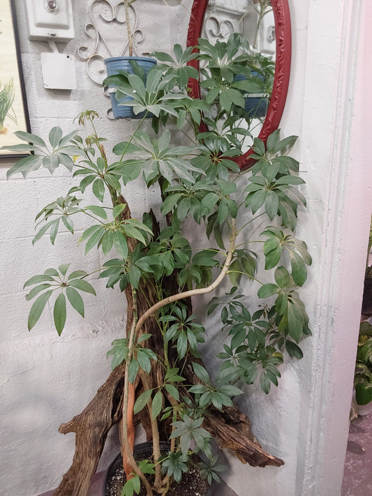 Schefflera Heptaphylla