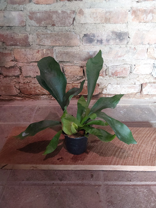 Staghorn Fern