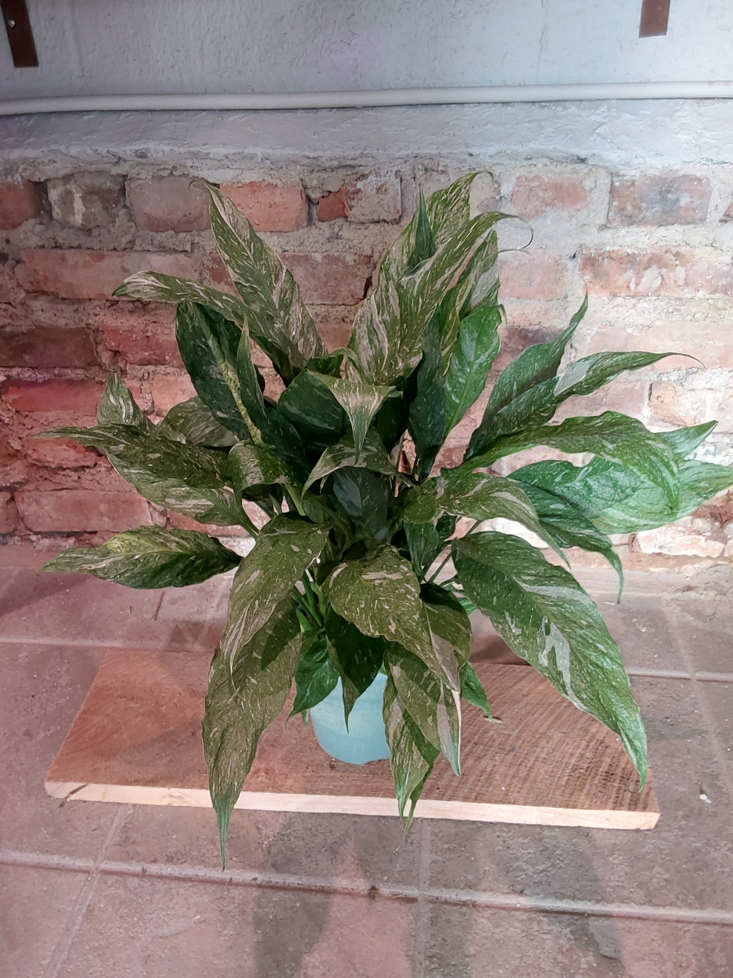 Spath Dominoe Variegated Peace lily