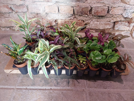 Mini Terrarium Plants
