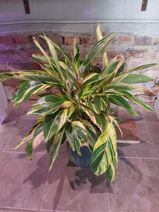 Ginger Lily Variegated