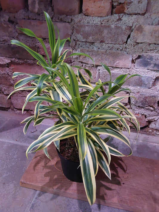 Song of India Dracaena