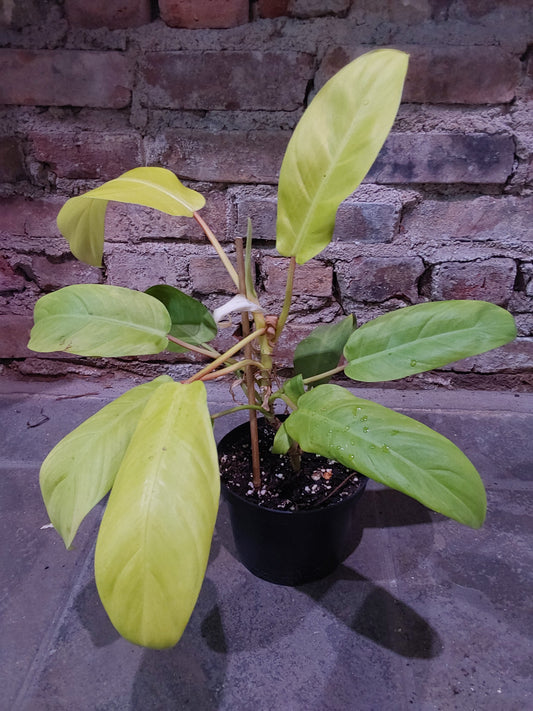 Golden Goddess Philodendron