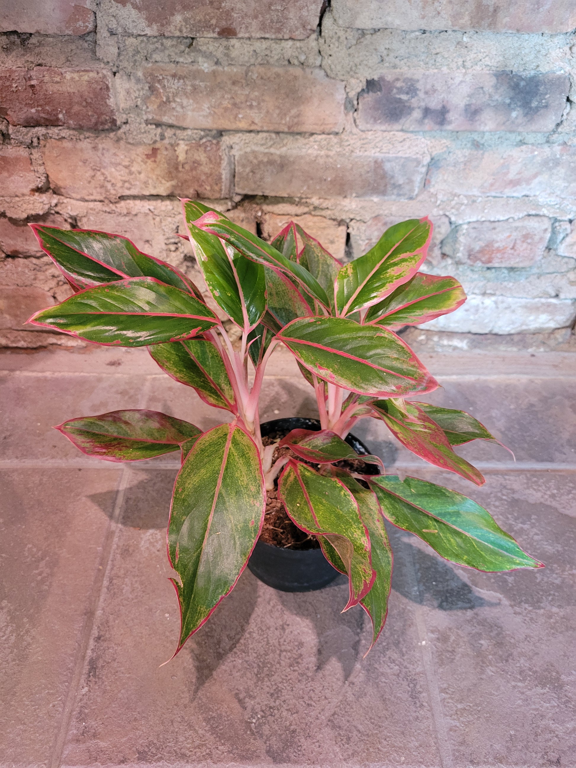 aglaonema creta Aglaonema Creta – Chlorophyll