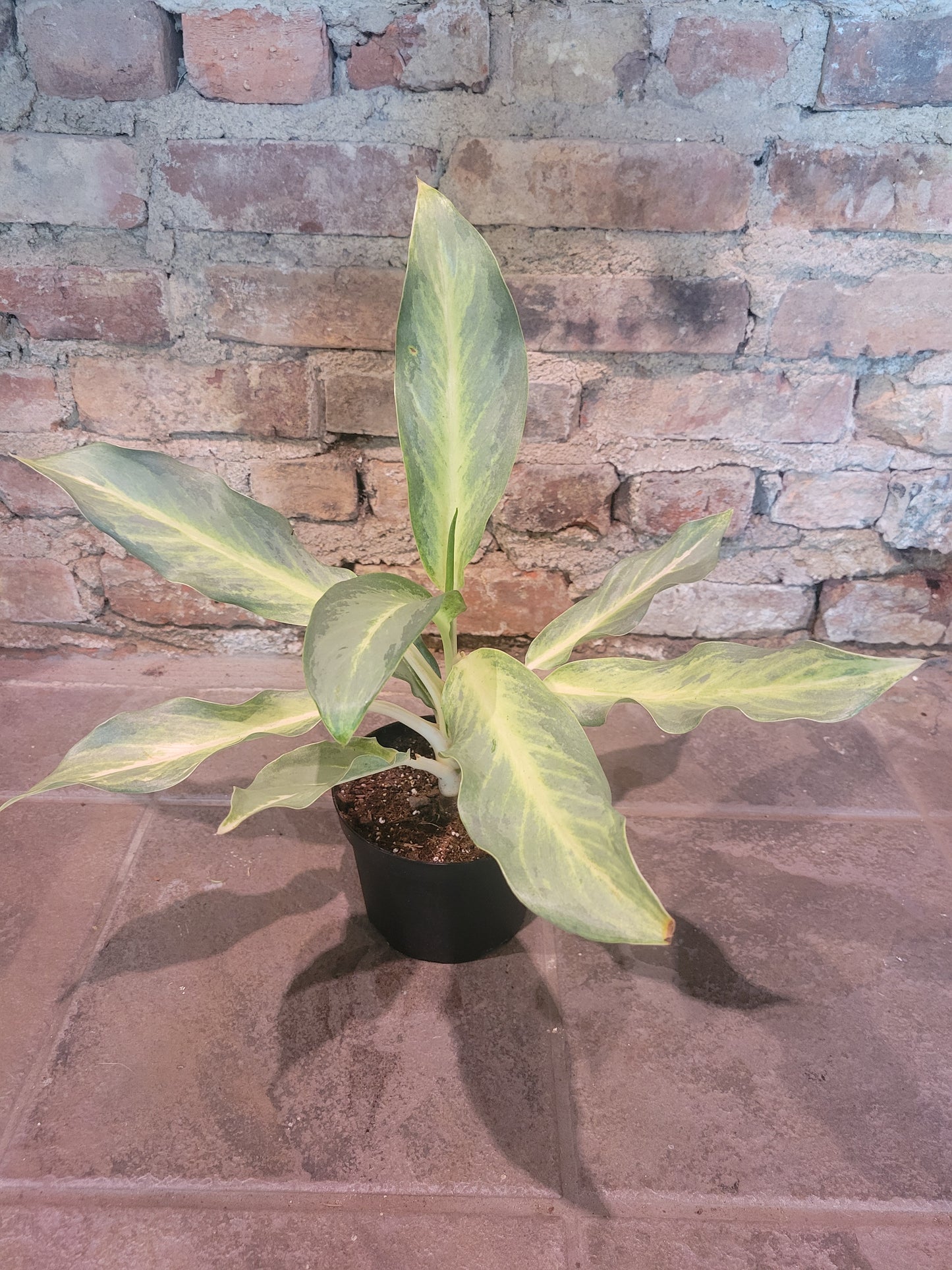 Aglaonema Ghost