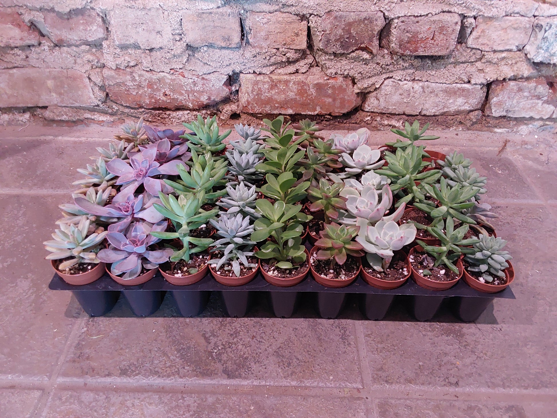 succulent variants Succulent Varieties 2" – Chlorophyll
