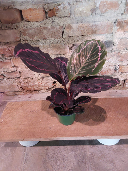 Calathea Roseopicta