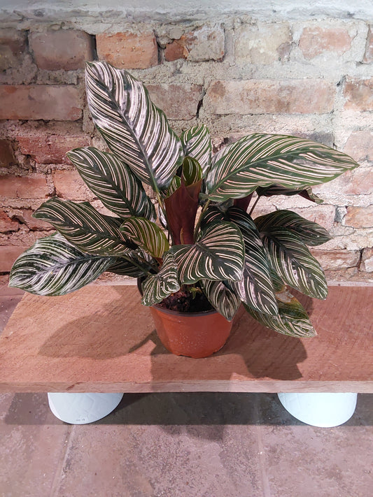 Calathea Ornata