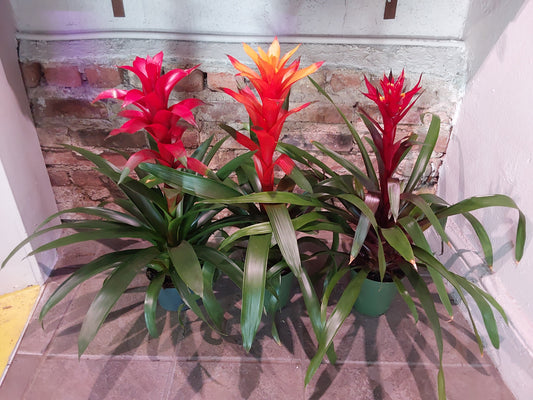 Bromeliad