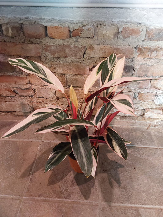 Stromanthe Triostar Calathea