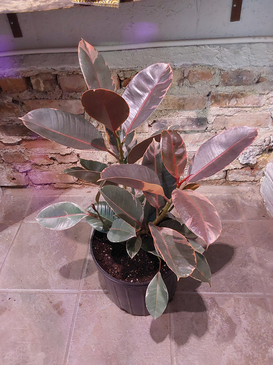 Ficus Ruby