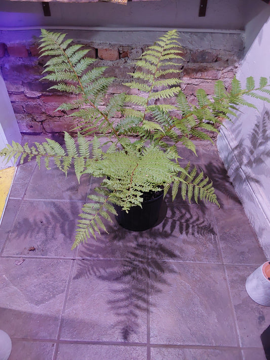 Australian Tree Fern