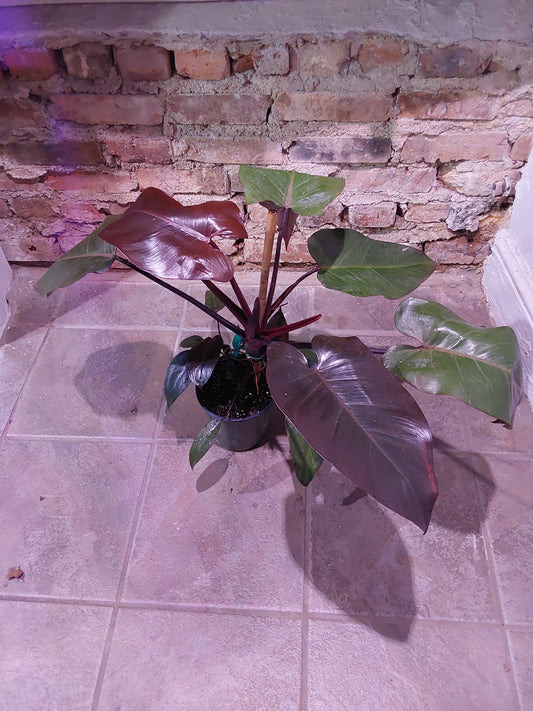 Philodendron Pink Princess