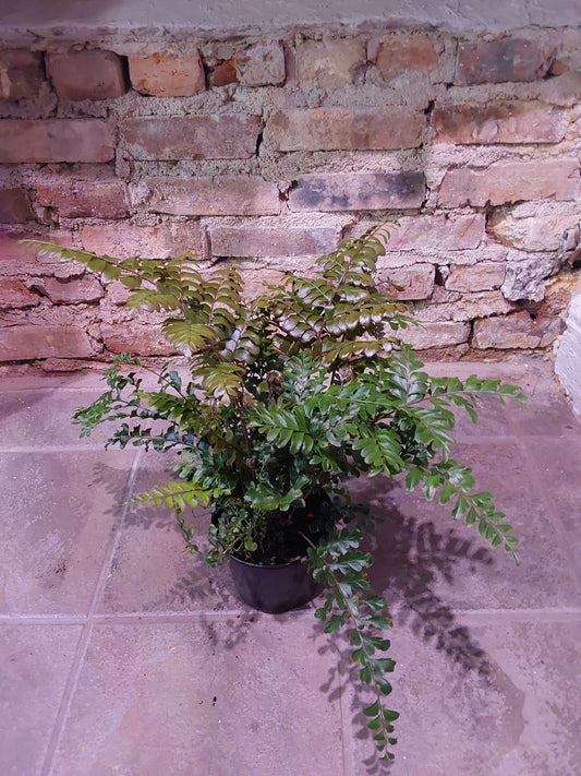 Mahogany Fern