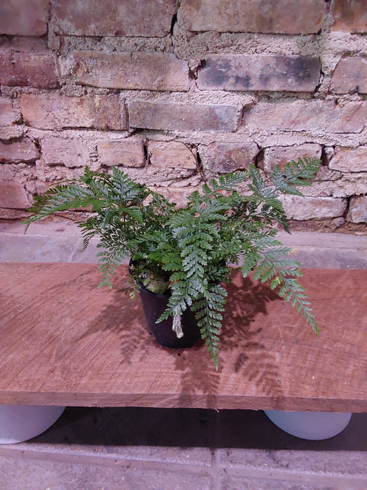 Rabbit Foot Fern