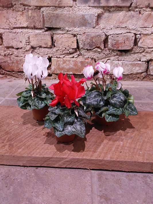 Cyclamen