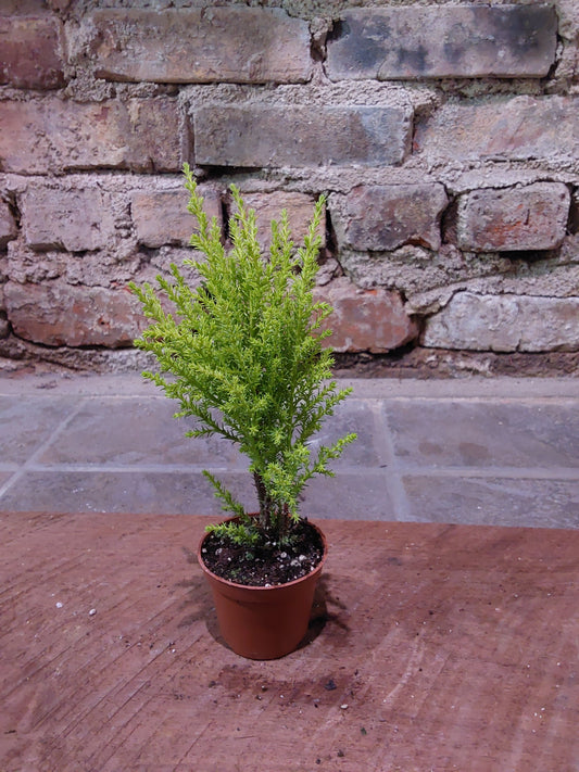 Lemon Cypress